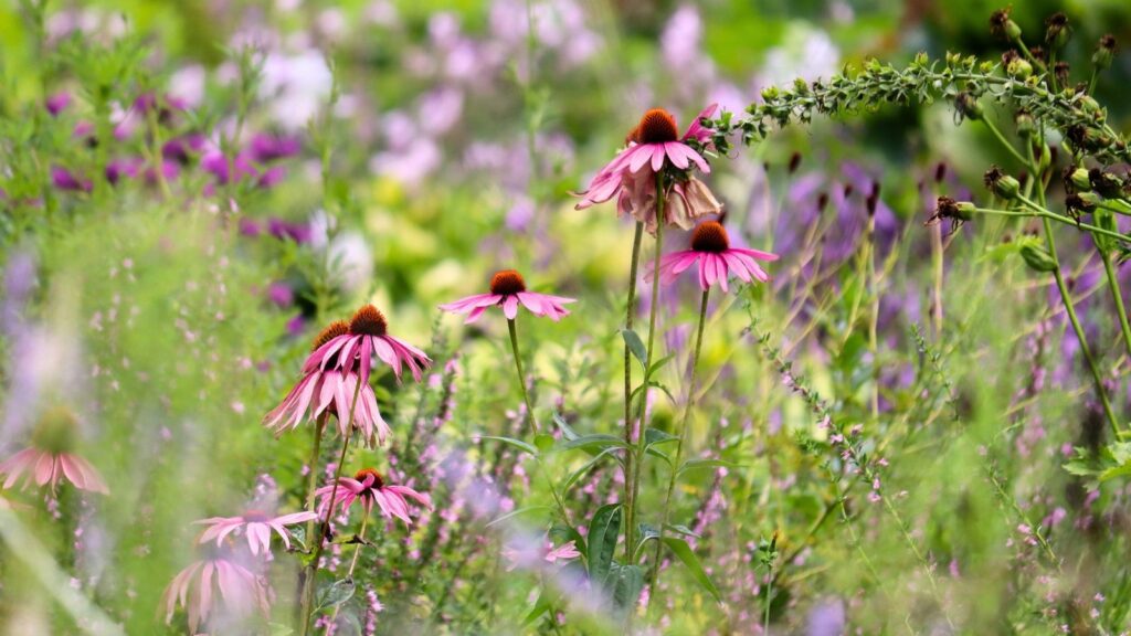 Low-Maintenance Pollinator Garden